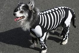 Image result for Cute Dog Halloween Costume Ideas