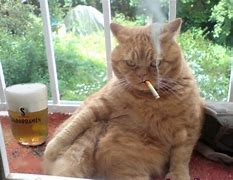 Image result for Like a Boss Cat Meme