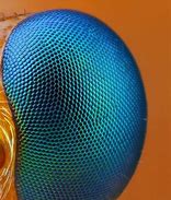 Image result for Bug Eye Texture