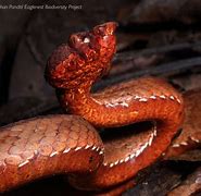 Image result for Venomous Pit Viper