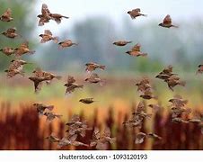 Image result for Flock of Sparrows