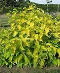 Image result for Neon Burst Dogwood Shrub