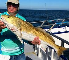 Image result for Red Drum