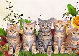 Image result for Spring Cat Wallpaper