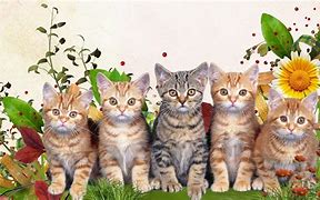 Image result for Spring Cat Screensavers