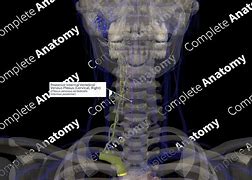 Image result for Vertebral Venous Plexus