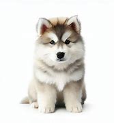 Image result for Perro Malamute