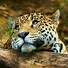 Image result for jungle animals