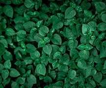 Image result for Emerald Green Forest