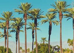 Image result for Palm Tree Plant