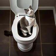 Image result for Cat Using Toliet