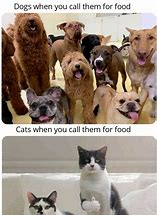 Image result for dog memes about cats