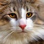 Image result for Mottled Grey Cat