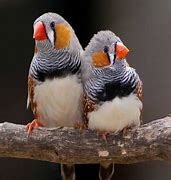 Image result for Red Zebra Finch