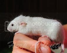 Image result for Long Haired Mouse