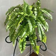 Image result for Artificial Boston Fern