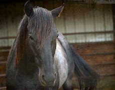 Image result for Blue Roan Horse Saddled