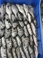 Image result for Black Sea Bream