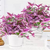 Image result for Wedding Spider-Plant