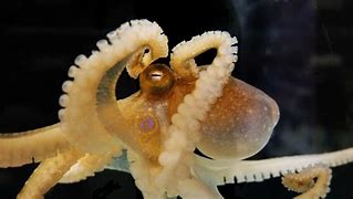 Image result for Octopus Bimaculoides