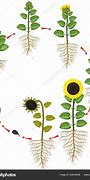 Image result for Life Cycle of a Sunflower