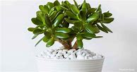 Image result for Baby Jade Plant