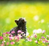 Image result for Spring Cat Wallpaper