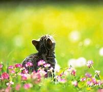 Image result for Spring Cats Banner