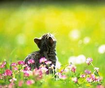 Image result for Spring Cat Screensavers