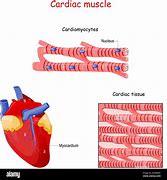 Image result for Cardiac Muscle Model