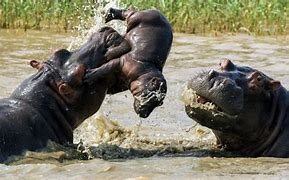 Image result for Monster Hippo