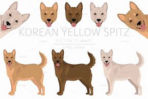 Image result for Korean Yellow Spitz