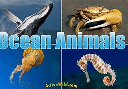 Image result for Animales Ocean