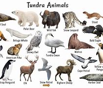 Image result for Tundra Fauna