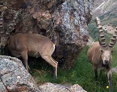 Image result for Snow Leopard Salking Prey