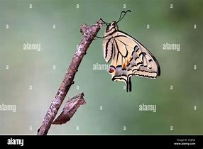 Image result for Pupa of Swallotail