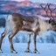 Image result for Difference in Caribou and Reindeer