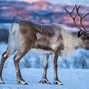 Image result for Reindeer and Caribou