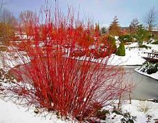 Image result for Tatarian Dogwood Shrub