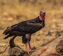 Image result for Vulture with Red Head