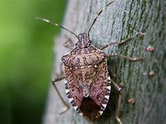 Image result for Stink Bug Catcher