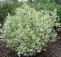 Image result for Tatarian Dogwood Shrub