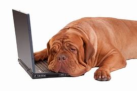 Image result for Tired Dog Images