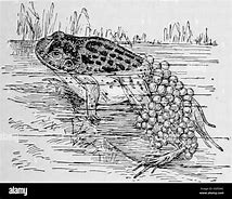 Image result for Midwife Frog