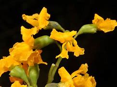 Image result for pterocarpus indicus