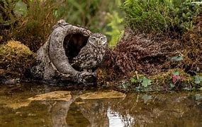 Image result for 278 Snow Owl Hollow