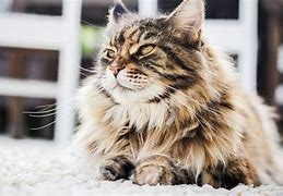 Image result for Parsha Cat