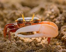 Image result for Fiddler Crab Larva