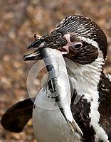 Image result for Linux Penguin Eating Fish