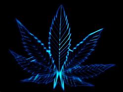 Image result for Exotic Weed Blue